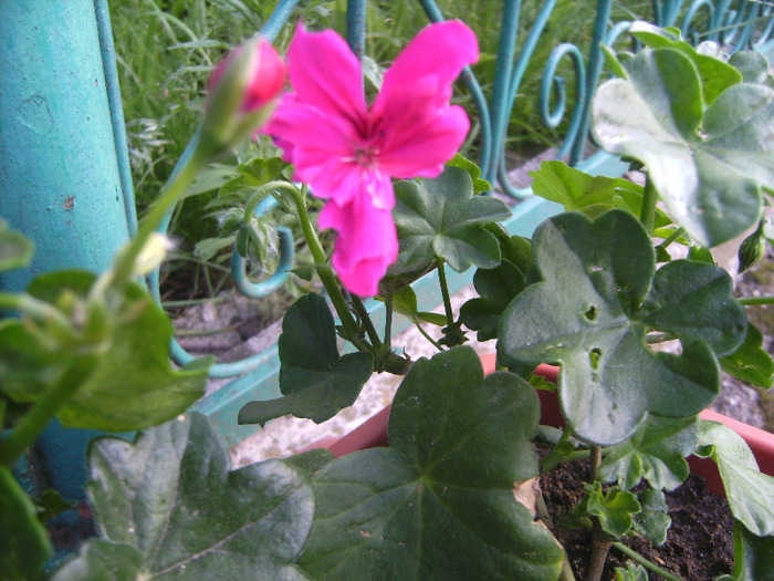 BILD1976 - florile surorii mele oty