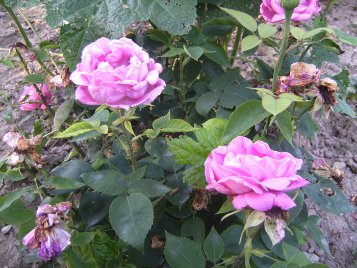 BILD1980 - florile surorii mele oty