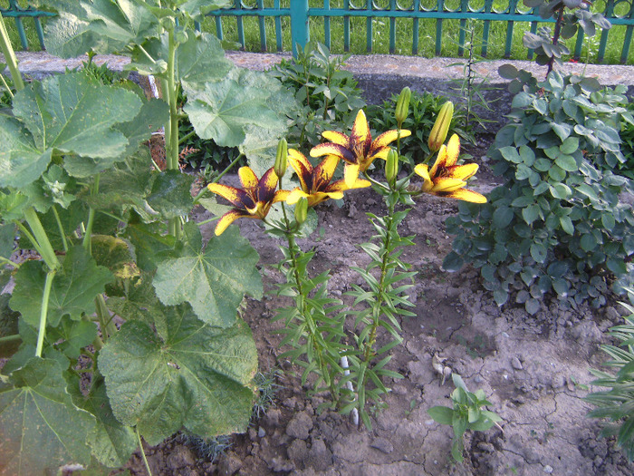 BILD1984 - florile surorii mele oty