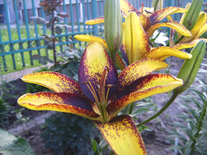 BILD1985 - florile surorii mele oty