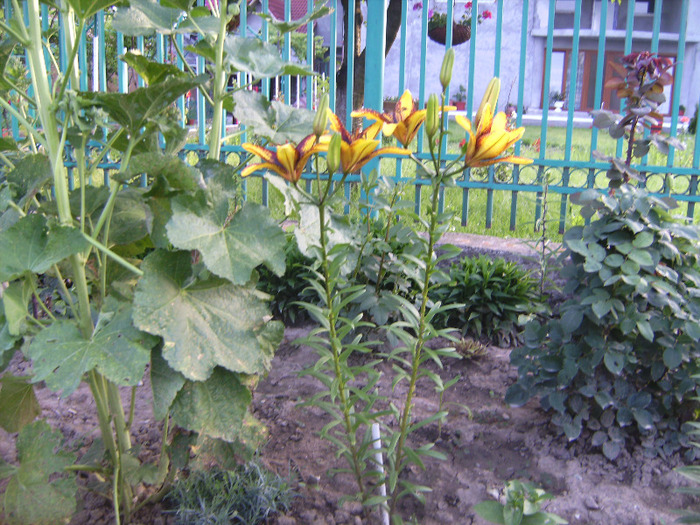 BILD1986 - florile surorii mele oty