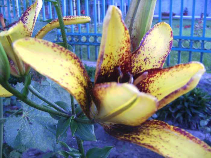 BILD1987 - florile surorii mele oty