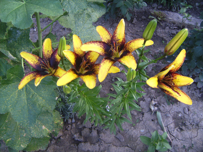 BILD1988 - florile surorii mele oty