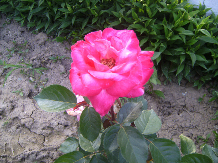 BILD1992 - florile surorii mele oty