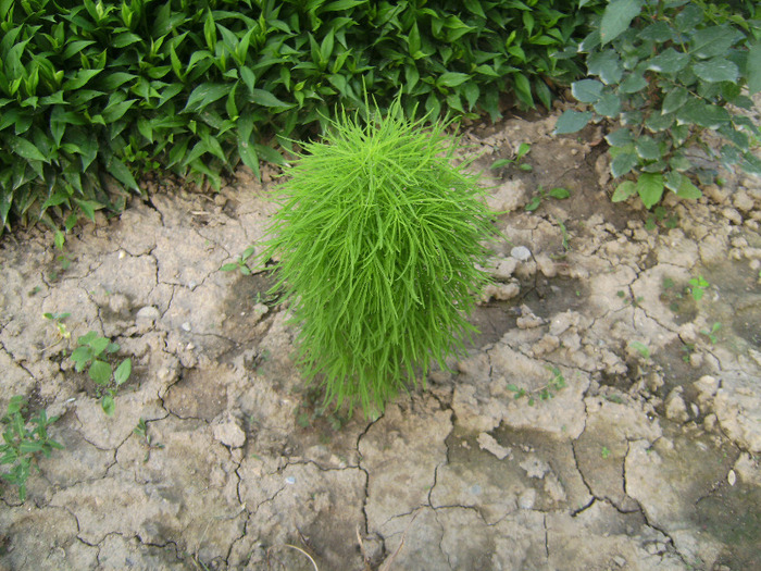 BILD2000 - florile surorii mele oty