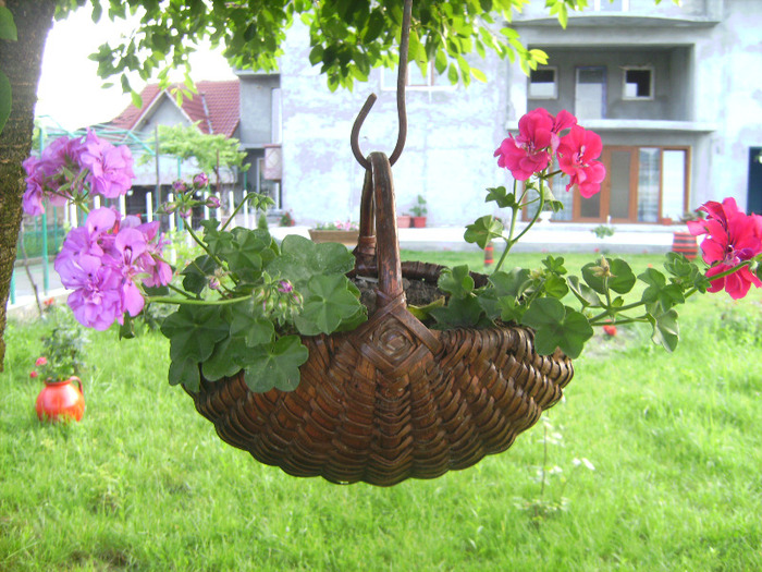 BILD2007 - florile surorii mele oty