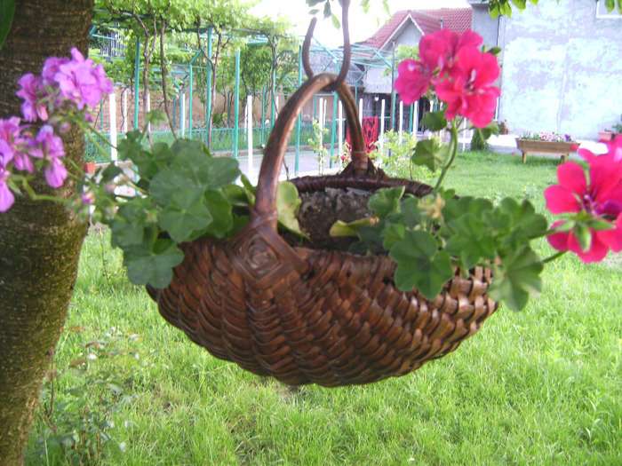 BILD2010 - florile surorii mele oty