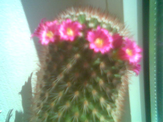 Mammillaria backegergiana