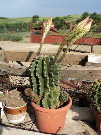 echinopsis obrepanda