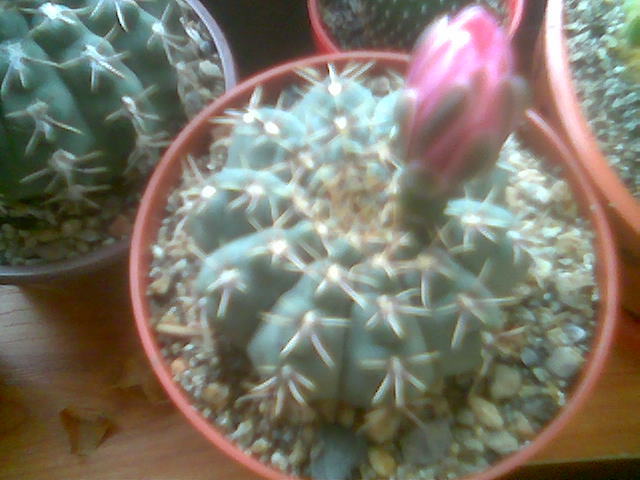 Gymnocalycium quehlianum floare roz - Inflorite 2011