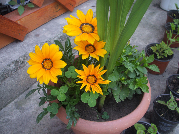 gazania