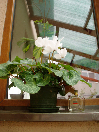 P1010006