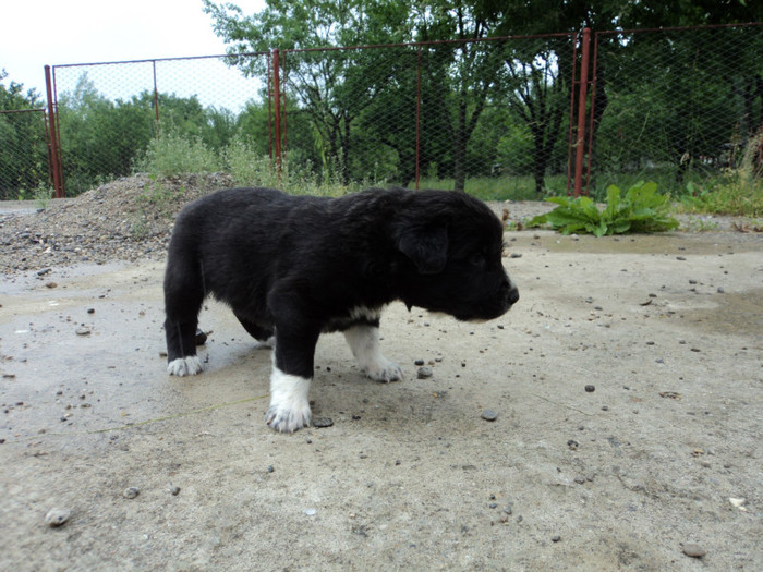 ciobanesc corb - CATEI CIOBANESC CORB