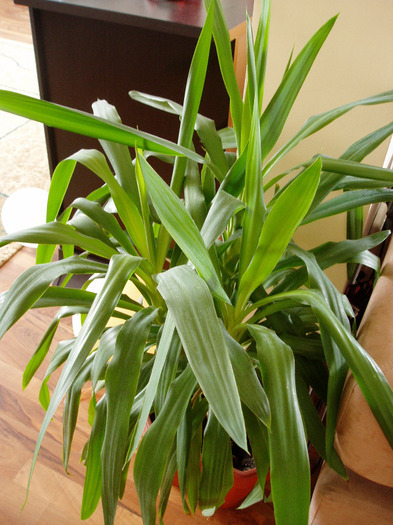 yucca