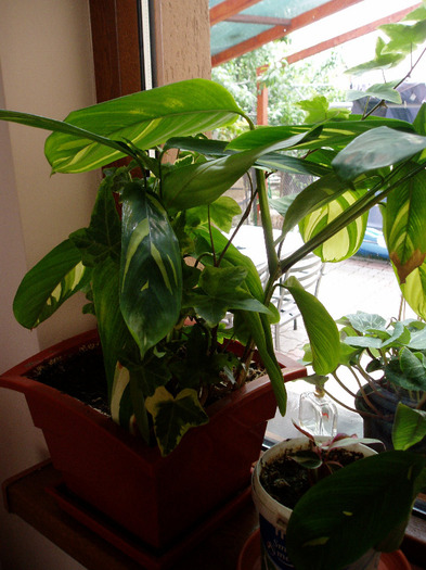 marantha si hedera