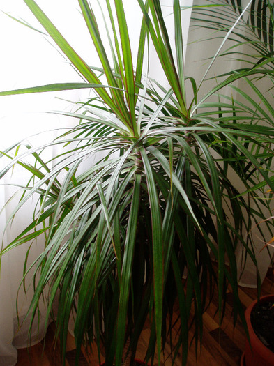 dracena