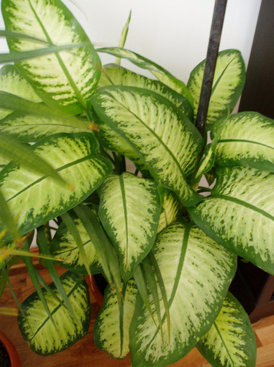 dieffenbachia