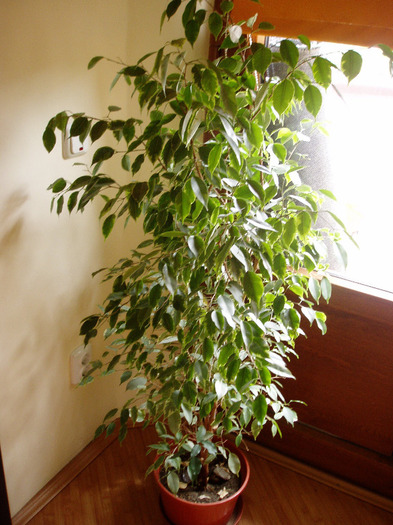 ficus benjamin
