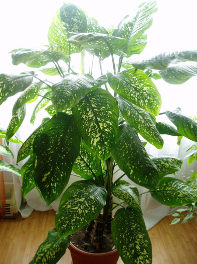 dieffenbachia - flori 2011