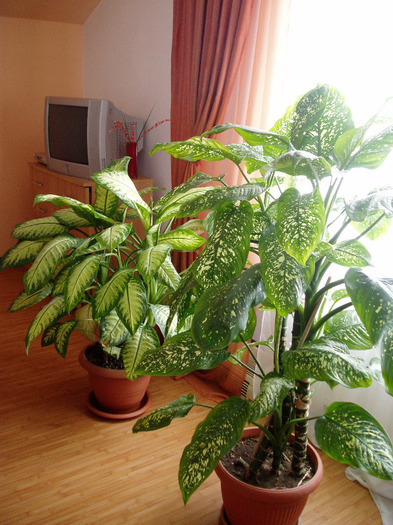 P1010025 - flori 2011