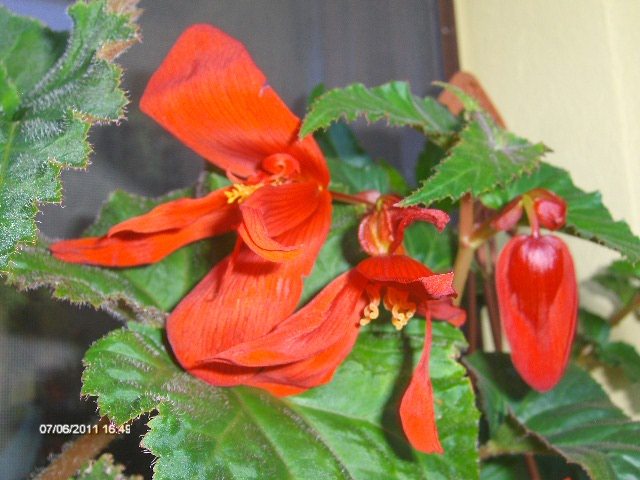 begonie curgatoare - stelata