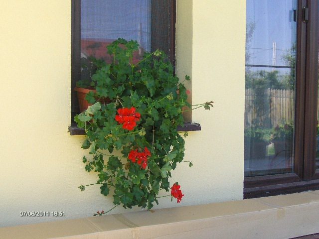 muscata curgatoare; de la Ioana
