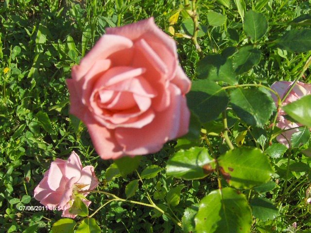 catarator , floare mare