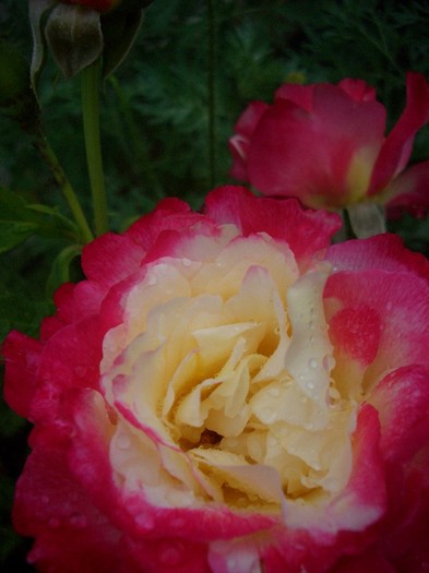 CIMG3734 - trandafiri 2011