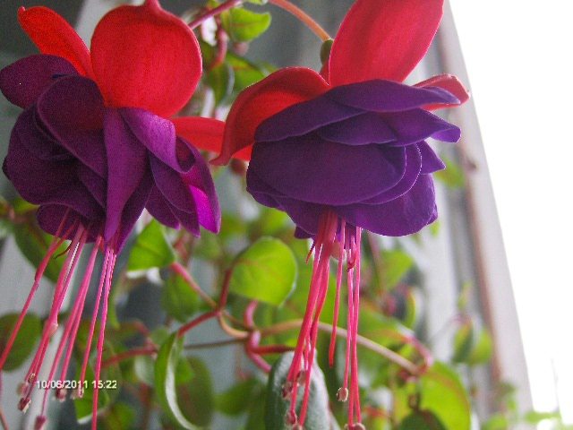 cercelusi; de la Coana Mare
