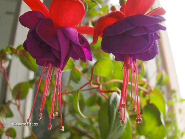 cercelusi; de la Coana Mare
