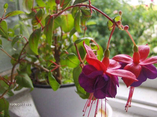 cercelusi - primii boboci infloriti 2011