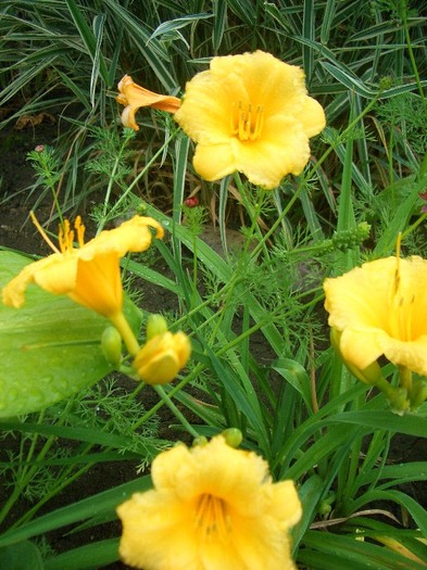 Hemerocallis "Stella d'oro" - gradina 2010