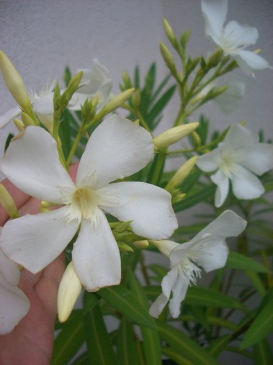 Nerium oleander -alb