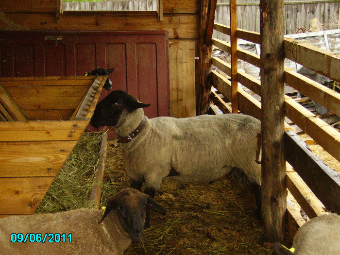 Ploua si nem retras sub acoperis - Gyurika berbecul cu oile