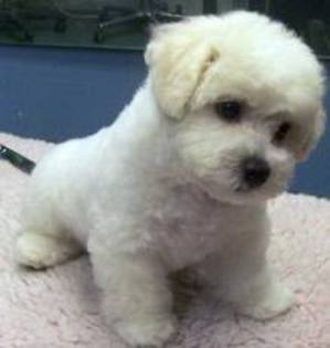 Bichon-Frise adoptat de weirdbrat424 - Adopta un catel virtual