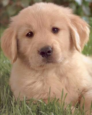 Doggy - Golden Retreiver