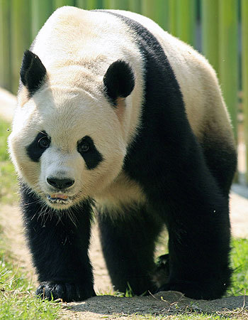 ursul panda  locul 5 - top 5 animale care imi plac