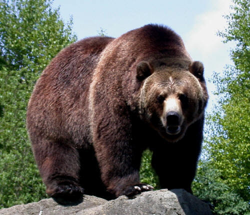 ursul grizzly    locul 3