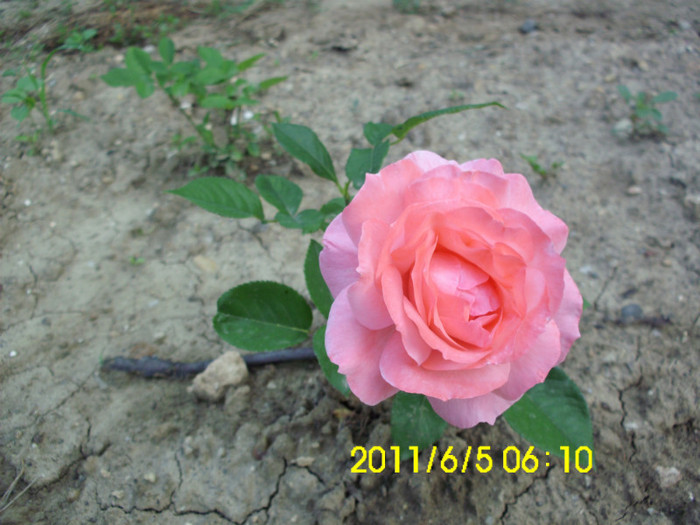 IMG_0957 - flori 2011