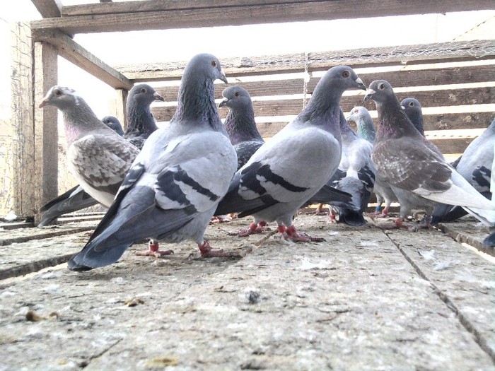 Fotografie0308 - Porumbei