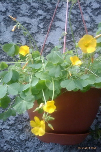 oxalis valdeviensis
