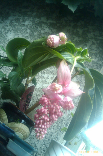 medinilla inca un bobocel