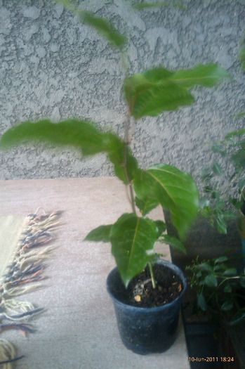 passiflora edulis
