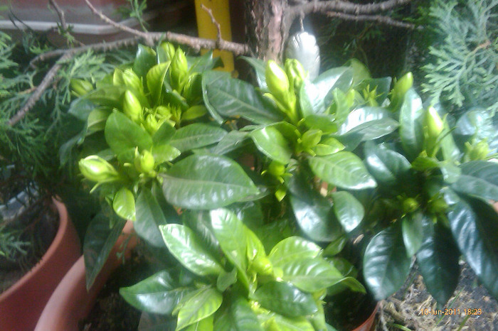 gardenia