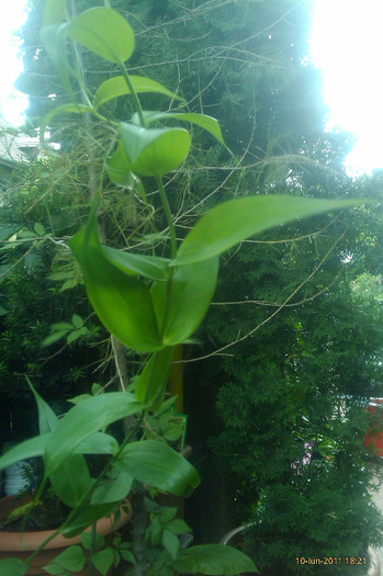 gloriosa