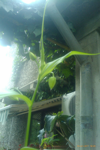 gloriosa imbobocita