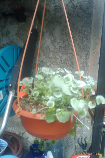 dichondra argenthea