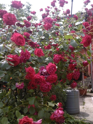 Fotografie0393 - gradina mea 2011