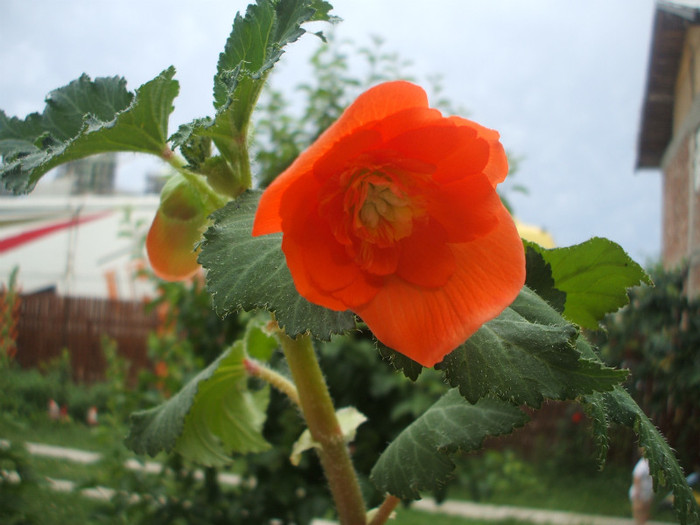 begonie-prima floare - plante de ghiveci