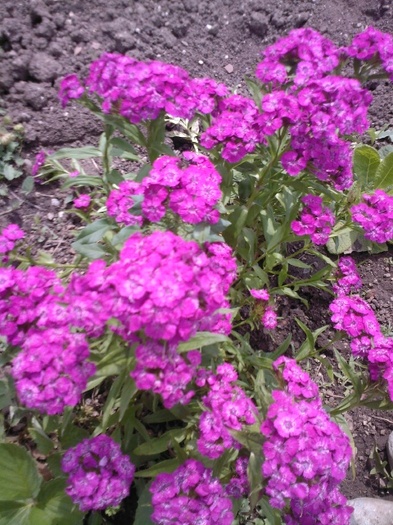 Fotografie0394 - gradina mea 2011